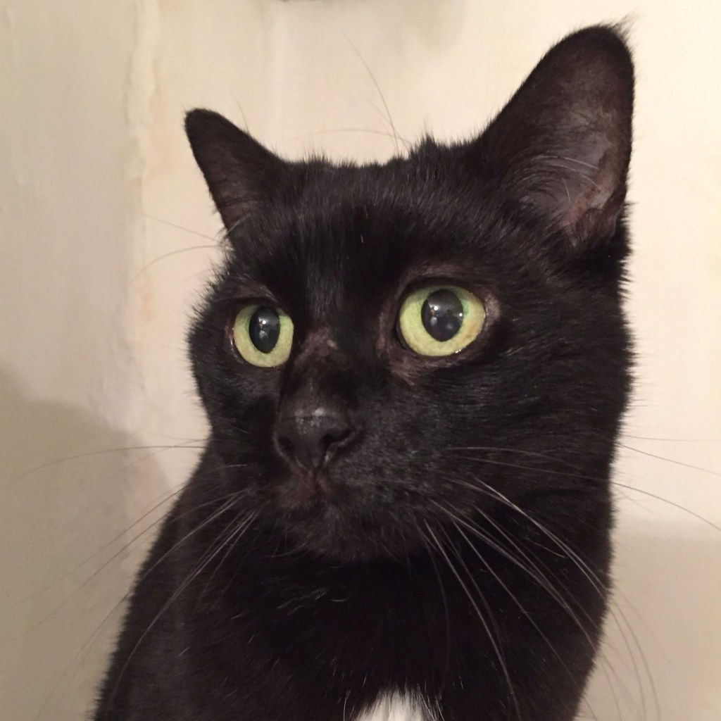 Fontenay-aux-Roses, ville amie des animaux : une responsabilité et une&nbsp;fierté